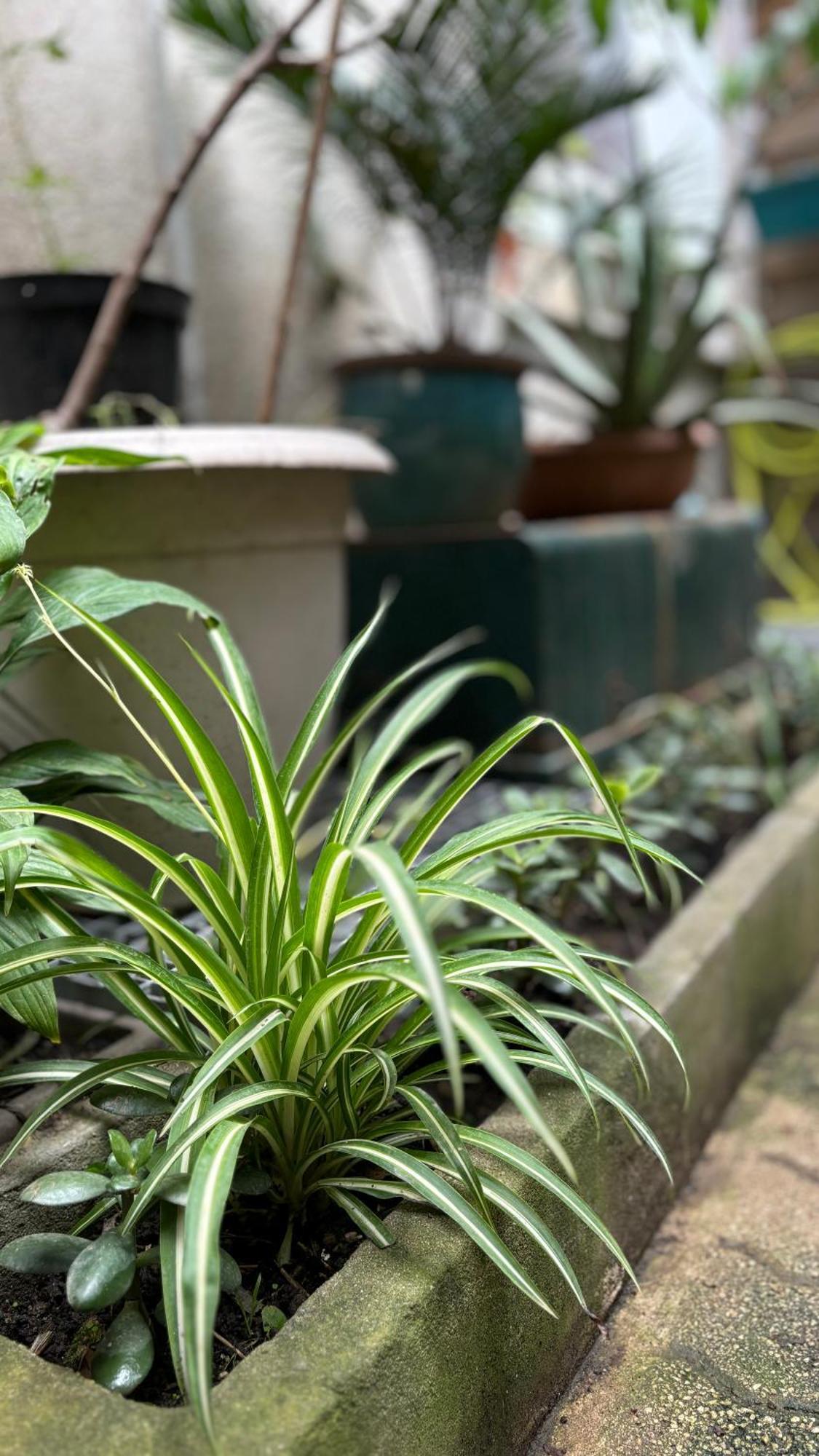 Apartamento - Centre-ville Avec Jardin Cannes